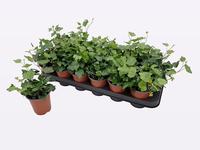 Hedera helix Wonder