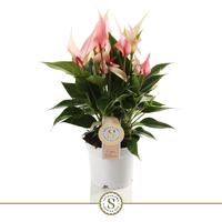 Anthurium Lilli in ecobox