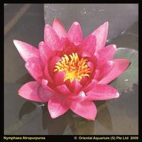 Nymphaea Rubra Punctata