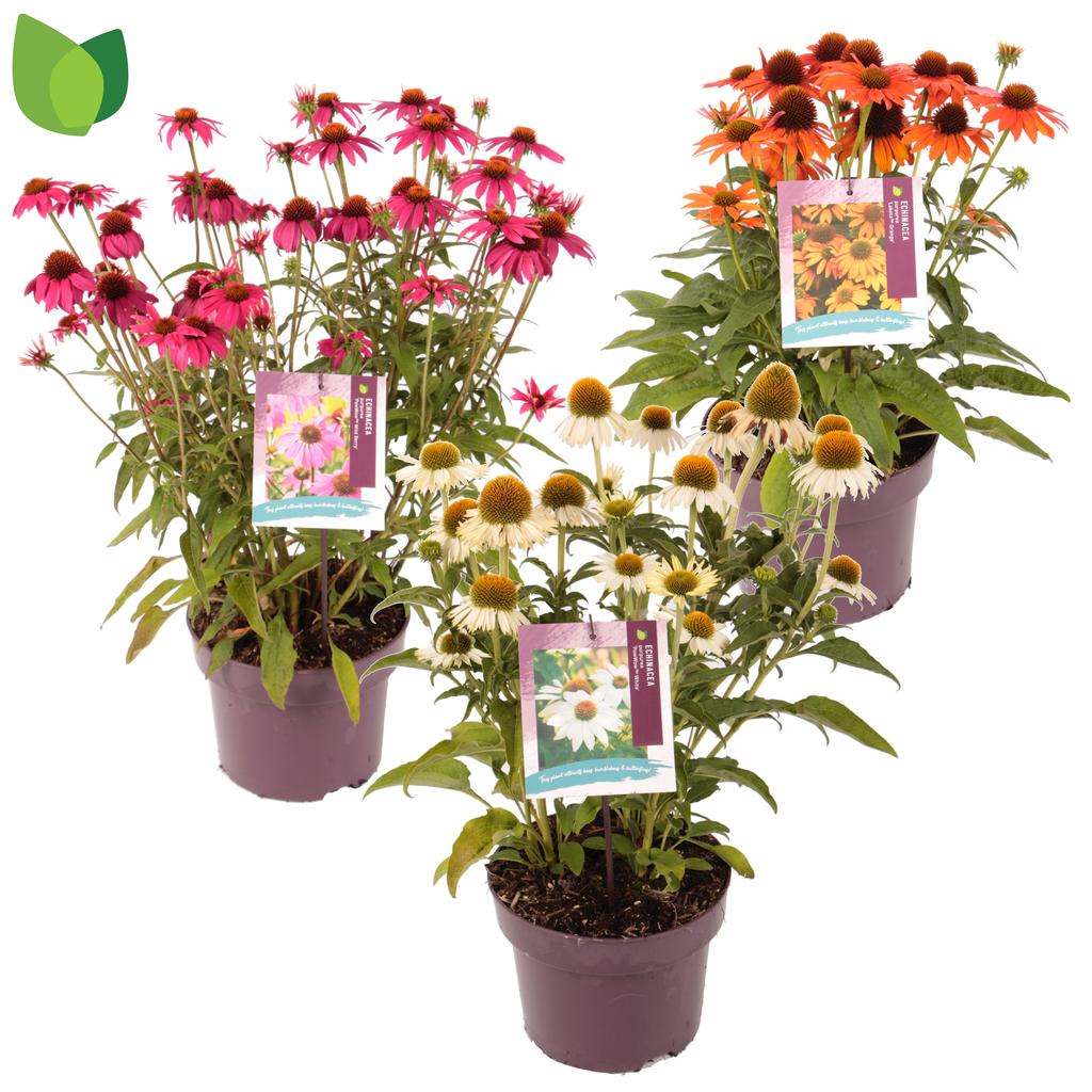Picture of Echinacea in varieties P23 (5 Ltr)