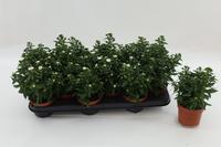Aster Starletta White