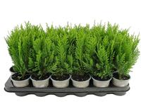 Chamaecyparis law.Green Pillar