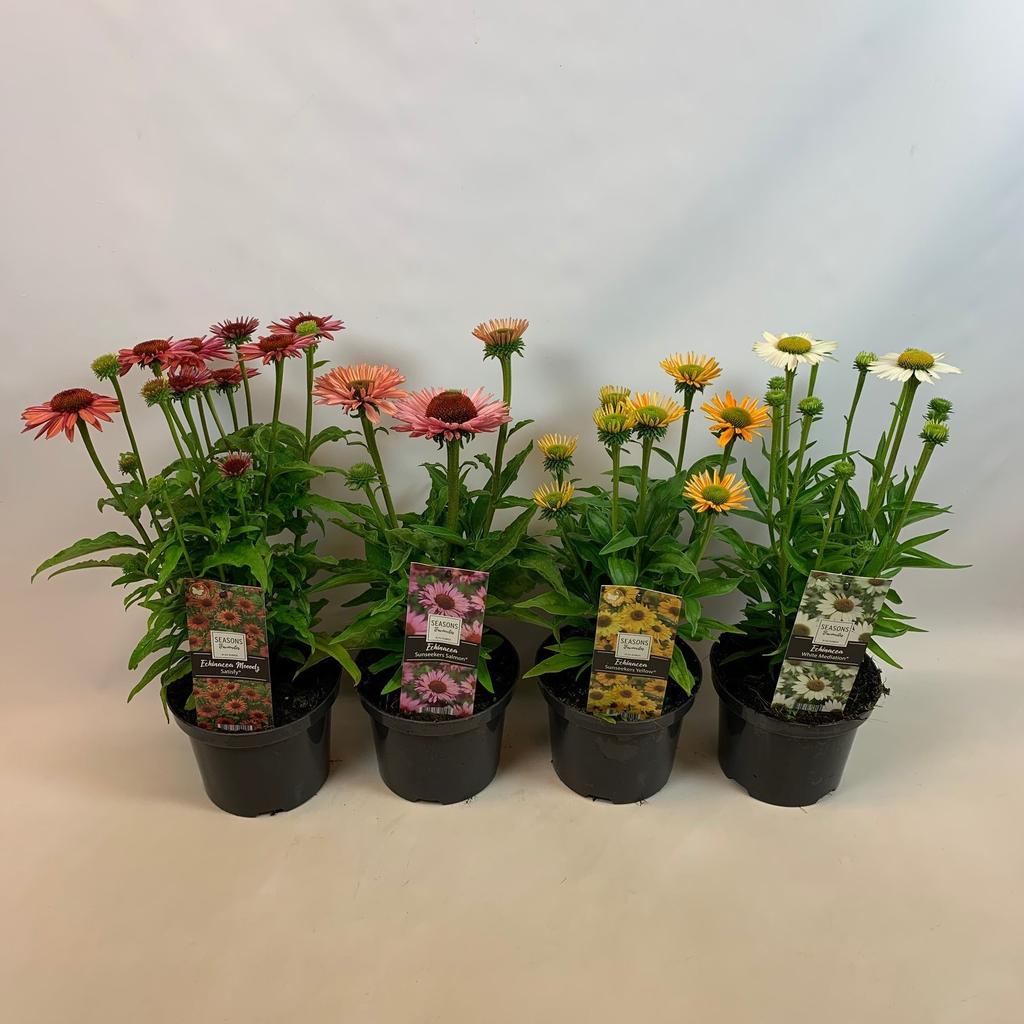 Obrázek Echinacea Moodz in varieties P17 (2 Ltr)