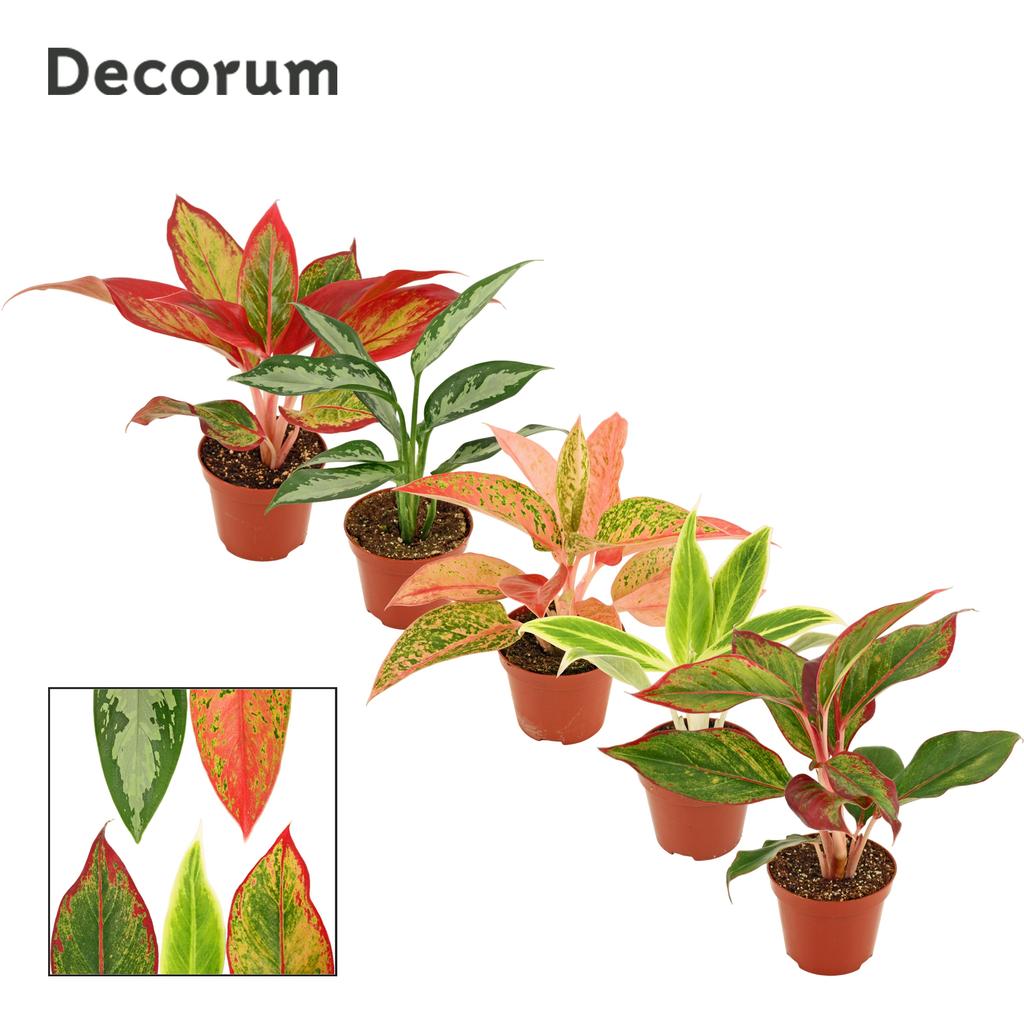 Picture of Aglaonema in varieties (Decorum) P9 20CM