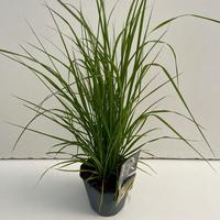 Pennisetum al. Viridescens
