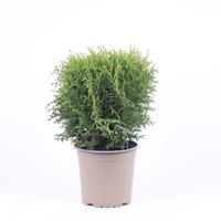 Thuja occidentalis Tiny Tim