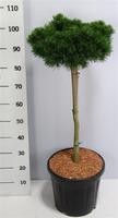 Pinus mugo Lilliput
