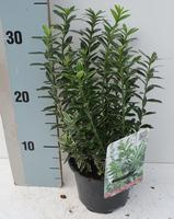 Euonymus jap. Microphyllus Albovariegatus