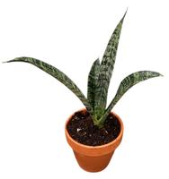 Sansevieria Everest