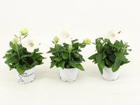 Platycodon White