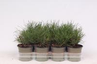 Pinus mugo pumilio