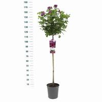 Rosa Minerva- CAT 3