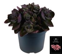 Sedum Back in Black