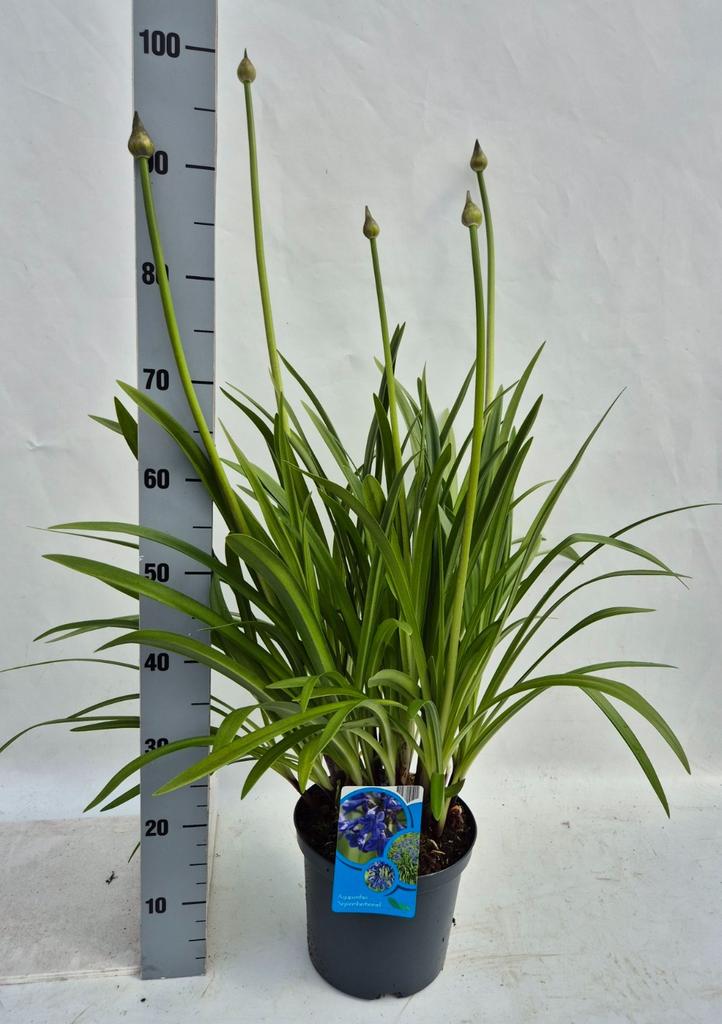 Obrázek Agapanthus Septemberhemel P23 (5 Ltr)