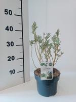 Salix helvetica