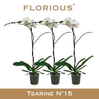 Phalaenopsis hybrid Grandiflora White