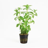Limnophila aromatica green