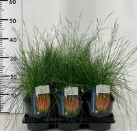 Festuca Sunrise
