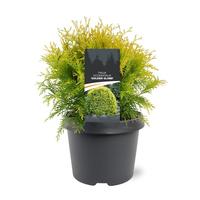 Thuja occ. Golden Globe
