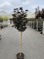 Acer plat. Royal Red