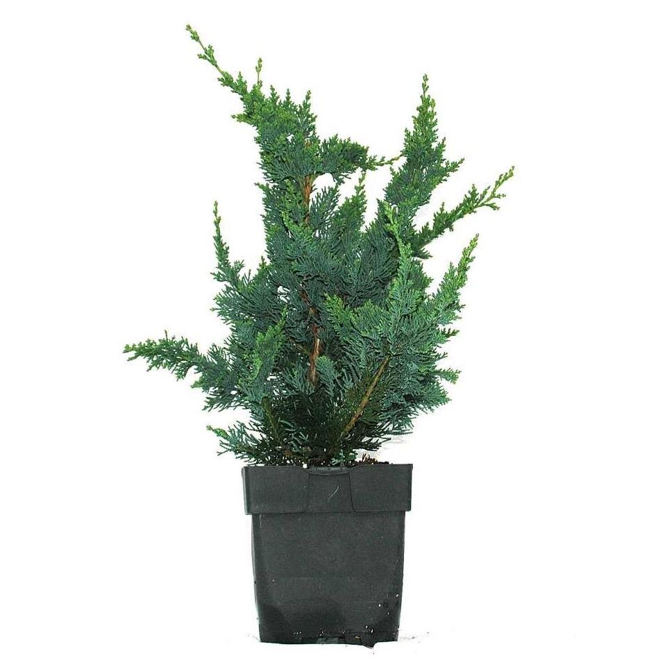 Picture of Chamaecyparis lawsoniana Wisselii P17 (2 Ltr)