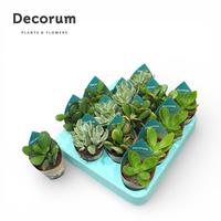 Crassula in 4 varieties