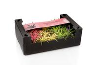 Tillandsia Ionantha Mix 3 colours - 7CM Tray 15 × 10 £ 1.16 (Tray) £ 1.11 Shelf £ 1.10 Trolley Tray £ 1.16 × 15 (1.0%)