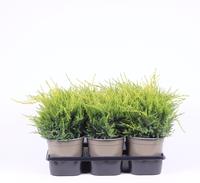 Juniperus pfit. Gold Coast
