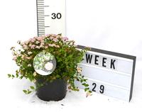 Spiraea japonica Little Princess