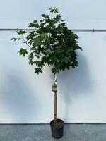 Acer plat. Globosum
