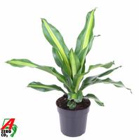 Dracaena Burley