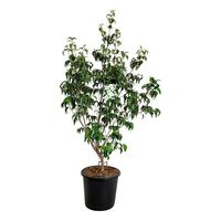 Cornus kousa Milky Way