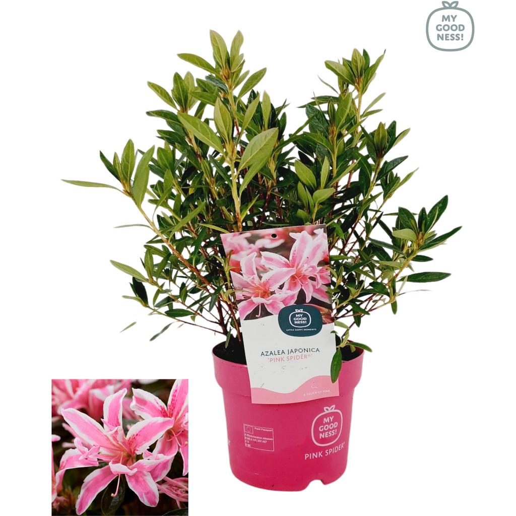 Billede af Rhododendron japonicum Pink Spider P17 (2 Ltr)