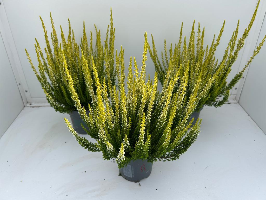 Picture of Calluna Beauty Ladies Yellow P10.5 25CM