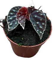 Begonia Fire Fly