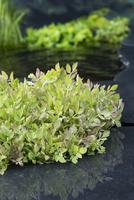Oenanthe fistulosa Flamingo