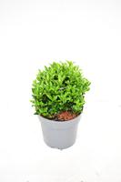 Euonymus jap. Green Spire