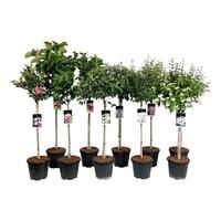 Shrubs in varieties