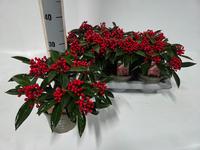 Skimmia jap. reevesiana