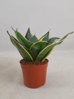 Sansevieria Hahnii Super Hahnii