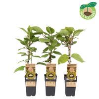 Actinidia del. Jenny