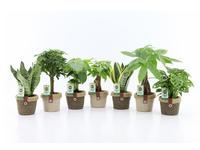 Houseplants Easy to Care Mix in Noah Deluxe ceramic