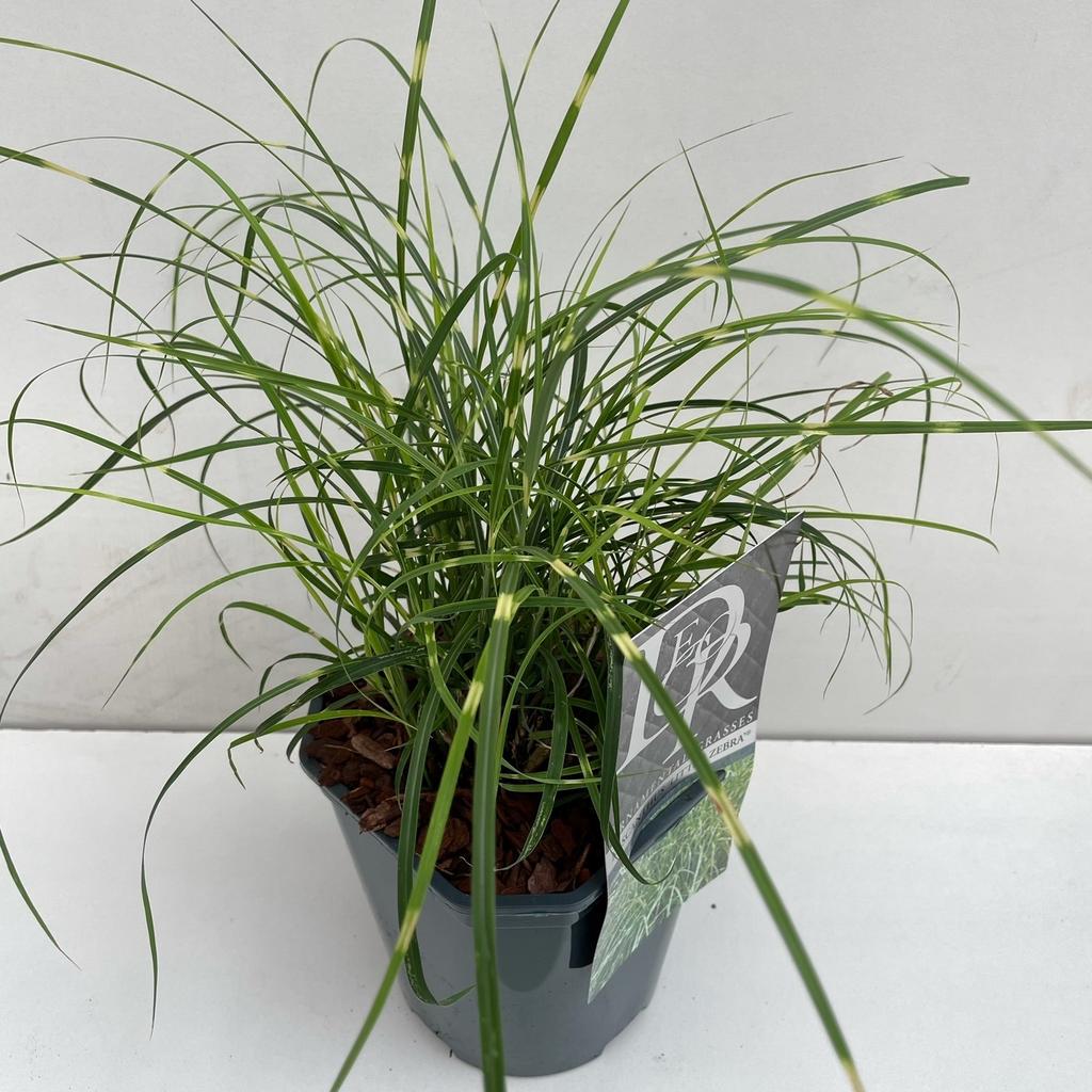 Picture of Miscanthus Little Zebra P17 (2 Ltr) Square
