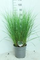 Pennisetum al. Hameln
