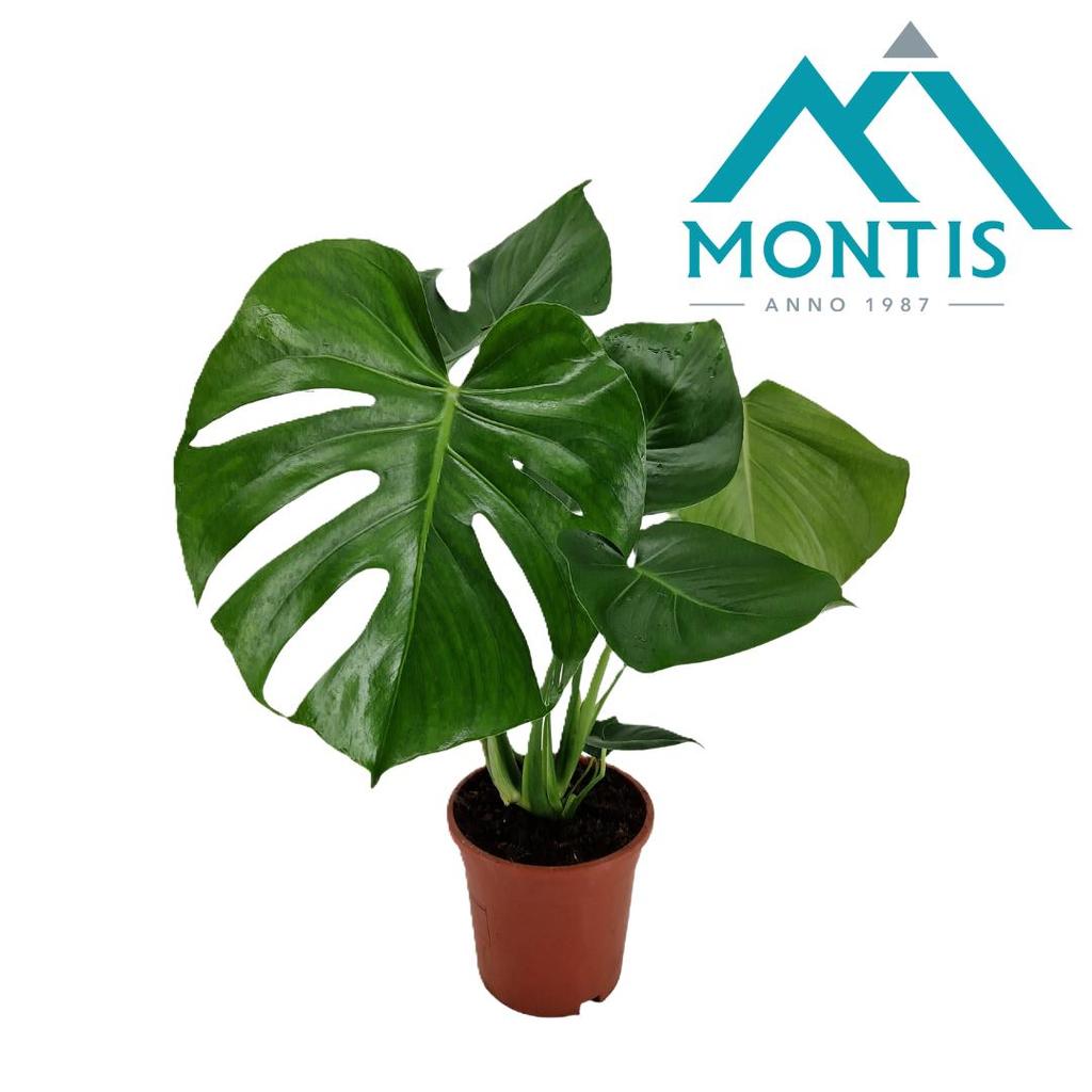Obrazek Monstera deliciosa P17 (2 Ltr) 55CM