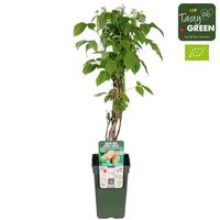 Rubus id. Schlaraffia Golddigger