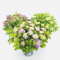 Hydrangea macr. Music Collection in varieties