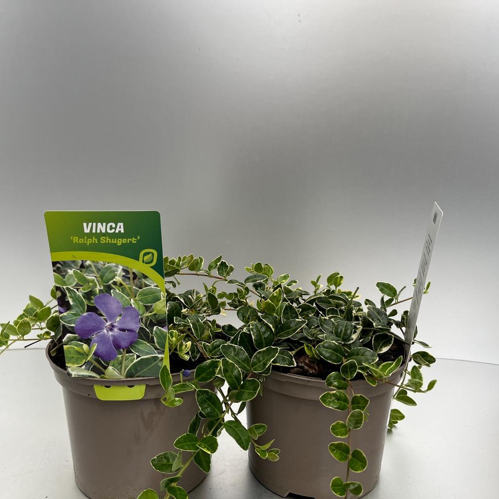 Picture of Vinca minor Ralph Shugert P17 (2 Ltr)