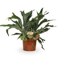 Platycerium bifurcatum NL grown (INDOOR)