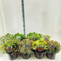 Pieris jap. in varieties